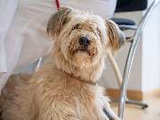 Tierarzt Birke Marburg, Tierarztpraxis Marburg - GALLERY