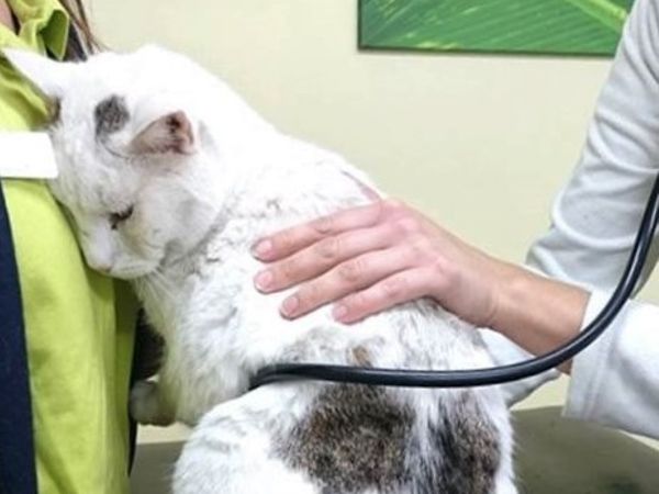 Tierarzt Bräuningshof, Die Tierischen - Zentrum fü …