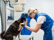 Tierarzt Celle, Tierärztliche Praxis an der Aller - GALLERY