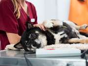 Tierarzt Celle, Tierärztliche Praxis an der Aller - GALLERY