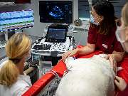 Tierarzt Celle, Tierärztliche Praxis an der Aller - GALLERY