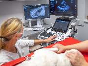 Tierarzt Celle, Tierärztliche Praxis an der Aller - GALLERY