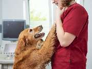 Tierarzt Celle, Tierärztliche Praxis an der Aller - GALLERY