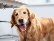 Tierarzt Celle, Tierärztliche Praxis an der Aller - GALLERY