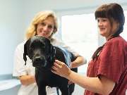 Tierarzt Celle, Tierärztliche Praxis an der Aller - GALLERY