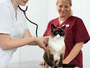 Tierarzt Celle, Tierärztliche Praxis an der Aller - GALLERY