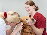 Tierarzt Celle, Tierärztliche Praxis an der Aller - GALLERY