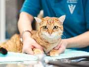 Tierarzt Dommer Welden, Tierarztpraxis Welden - GALLERY