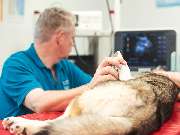 Tierarzt Dommer Welden, Tierarztpraxis Welden - GALLERY