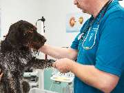 Tierarzt Dommer Welden, Tierarztpraxis Welden - GALLERY