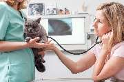 Tierarzt Dr. Jasmin Riemel - Tierarzt Dr. Jasmin Riemel Bonn