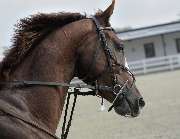 Tierarzt Dr. med. vet. Mircea Jifcu - GALLERY