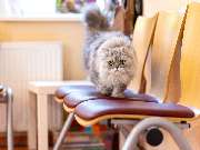 Tierarzt Drücker Achim-Uphusen Kleintierpraxis Uphusen - GALLERY