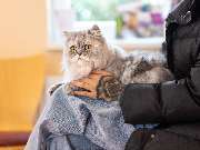 Tierarzt Drücker Achim-Uphusen Kleintierpraxis Uphusen - GALLERY