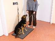 Tierarzt Drücker Achim-Uphusen Kleintierpraxis Uphusen - GALLERY