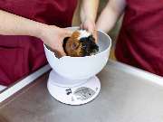 Tierarzt Drücker Achim-Uphusen Kleintierpraxis Uphusen - GALLERY