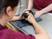 Tierarzt Drücker Achim-Uphusen Kleintierpraxis Uphusen - GALLERY