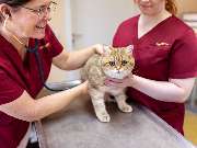 Tierarzt Drücker Achim-Uphusen Kleintierpraxis Uphusen - GALLERY