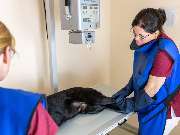 Tierarzt Drücker Achim-Uphusen Kleintierpraxis Uphusen - GALLERY