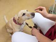 Tierarzt Drücker Achim-Uphusen Kleintierpraxis Uphusen - GALLERY