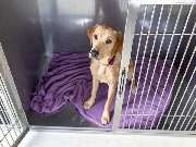 Tierarzt Drücker Achim-Uphusen Kleintierpraxis Uphusen - GALLERY