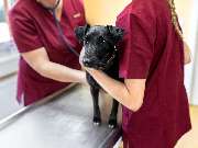 Tierarzt Drücker Achim-Uphusen Kleintierpraxis Uphusen - GALLERY