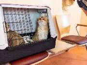 Tierarzt Drücker Achim-Uphusen Kleintierpraxis Uphusen - GALLERY