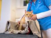 Tierarzt Eckernförde, Tierarztpraxis Heldt - GALLERY