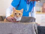 Tierarzt Eckernförde, Tierarztpraxis Heldt - GALLERY