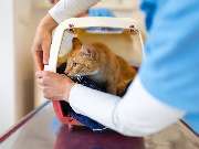 Tierarzt Eckernförde, Tierarztpraxis Heldt - GALLERY