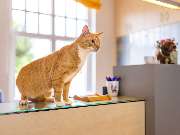 Tierarzt Eckernförde, Tierarztpraxis Heldt - GALLERY