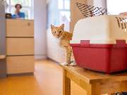 Tierarzt Eckernförde, Tierarztpraxis Heldt - GALLERY