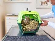 Tierarzt Eckernförde, Tierarztpraxis Heldt - GALLERY