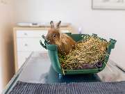 Tierarzt Eckernförde, Tierarztpraxis Heldt - GALLERY