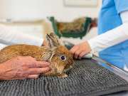 Tierarzt Eckernförde, Tierarztpraxis Heldt - GALLERY