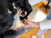 Tierarzt Eckernförde, Tierarztpraxis Heldt - GALLERY