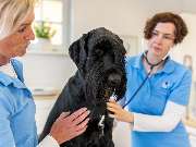 Tierarzt Eckernförde, Tierarztpraxis Heldt - GALLERY