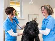 Tierarzt Eckernförde, Tierarztpraxis Heldt - GALLERY