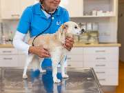 Tierarzt Eckernförde, Tierarztpraxis Heldt - GALLERY