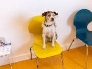 Tierarzt Eckernförde, Tierarztpraxis Heldt - GALLERY