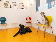 Tierarzt Eckernförde, Tierarztpraxis Heldt - GALLERY