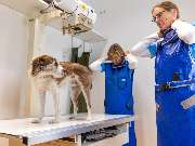 Tierarzt Eckernförde, Tierarztpraxis Heldt - GALLERY