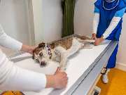 Tierarzt Eckernförde, Tierarztpraxis Heldt - GALLERY