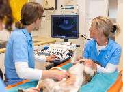 Tierarzt Eckernförde, Tierarztpraxis Heldt - GALLERY