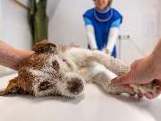 Tierarzt Eckernförde, Tierarztpraxis Heldt - GALLERY