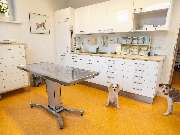 Tierarzt Eckernförde, Tierarztpraxis Heldt - GALLERY