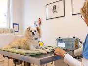 Tierarzt Eckernförde, Tierarztpraxis Heldt - GALLERY