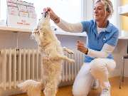 Tierarzt Eckernförde, Tierarztpraxis Heldt - GALLERY