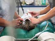 Tierarzt Erkelenz, Tierarztpraxis im Karo - GALLERY