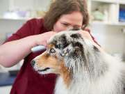 Tierarzt Erkelenz, Tierarztpraxis im Karo - GALLERY